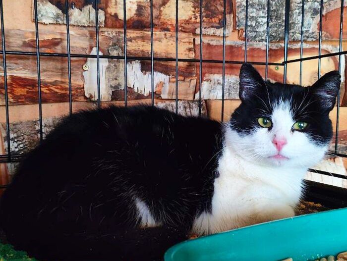 Продолжение поста «Первая ночь найденного дачного котика в тепле (всю ночь он мяукал)»