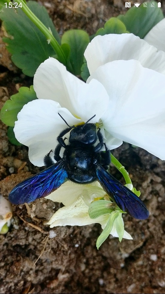 Синие крылышки