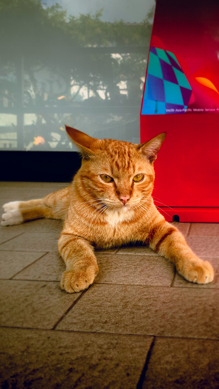 Уличный кот