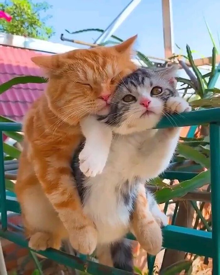 Двойная милота