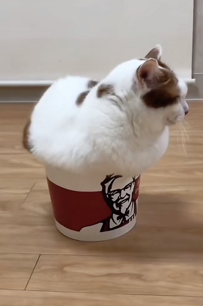 Банка-то уже маловата, хозяин, надо бы побольше