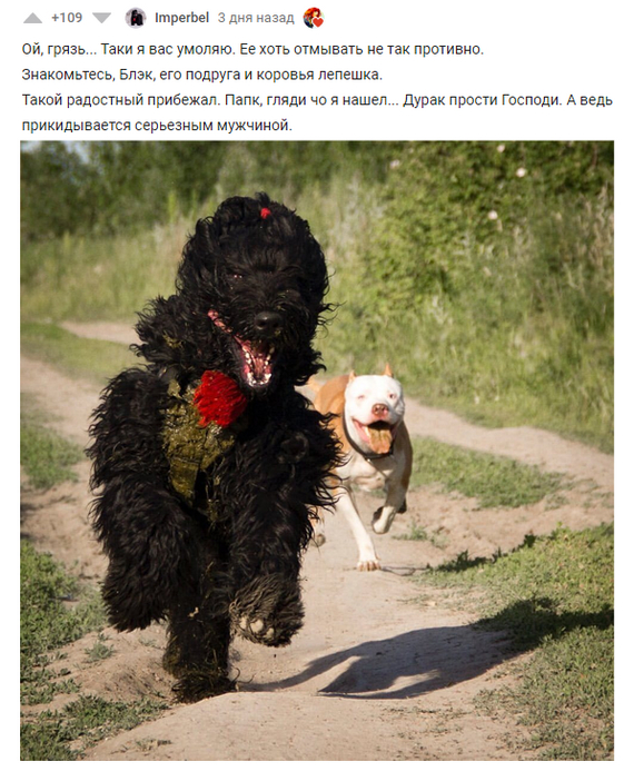 Четвероногие говноеды