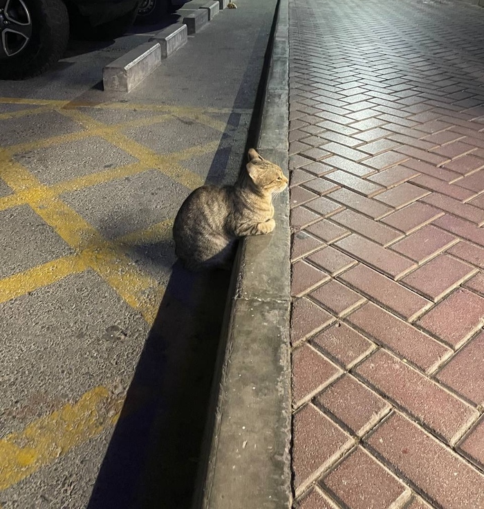 У магазина : подносите еду, я готов