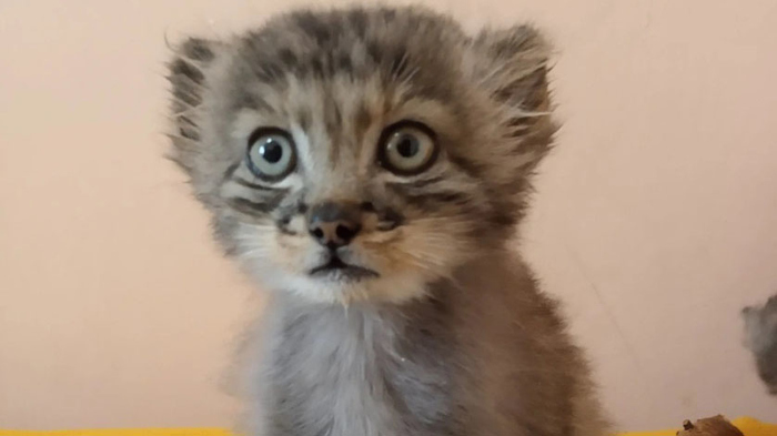 Манул принимает новогодние поздравления