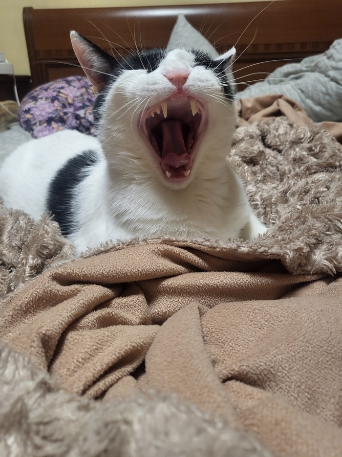 ������ �����
