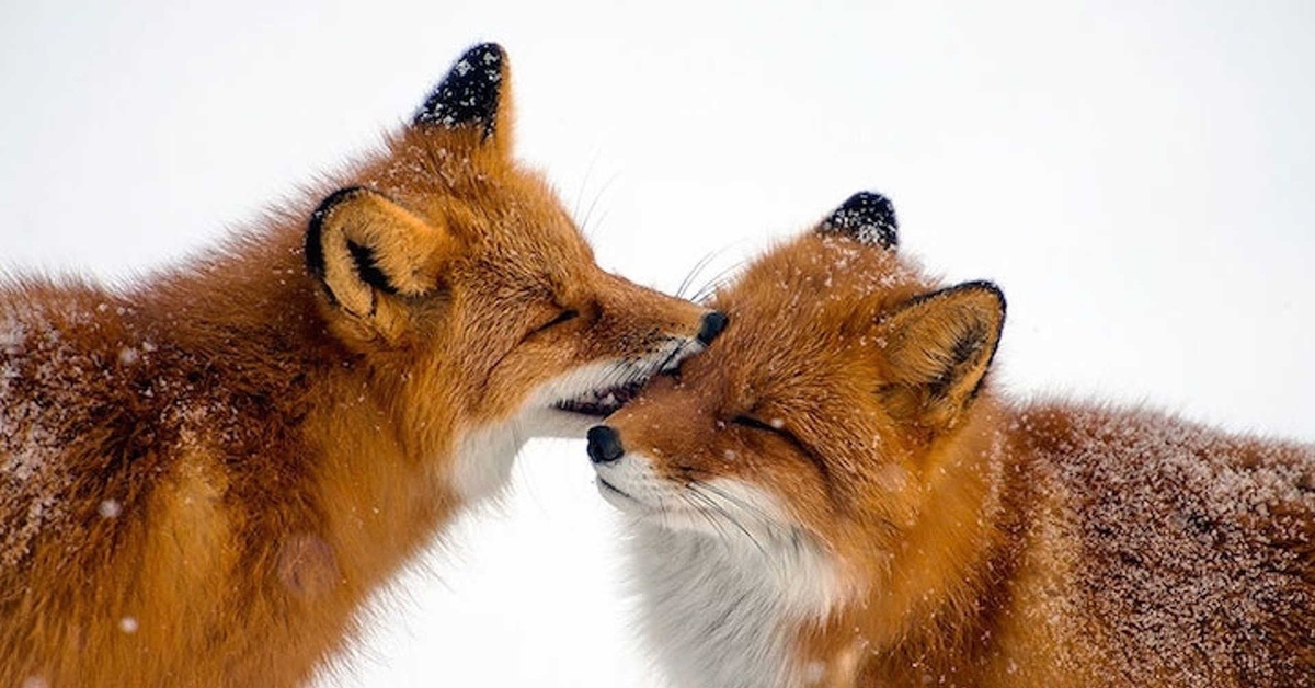 Fox love. Лиса любовь. Две лисы. Лисы вместе. Поцелуй лисы.