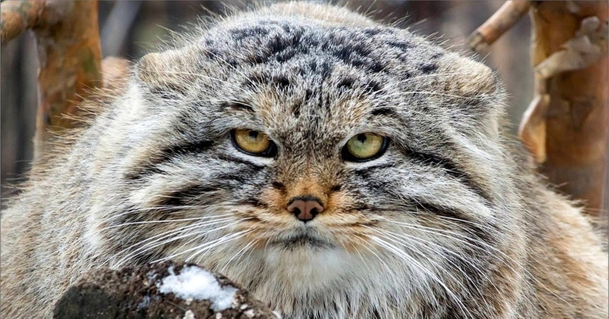 Суровые животные. Степной кот Манул. Дальневосточный кот Манул. Манул Забайкальский дикий кот. Лесной кот Манул.