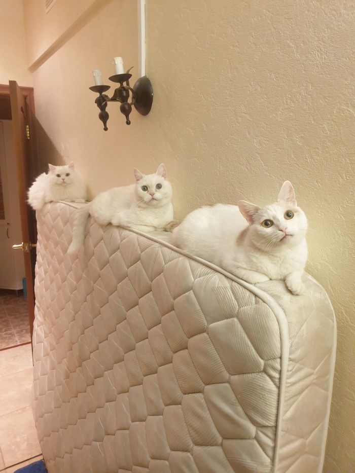 Мои коты, когда я приготовилась выбросить подранный ими матрас ;)