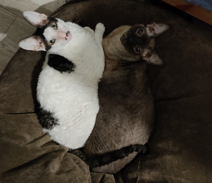 ����� ���������� �������