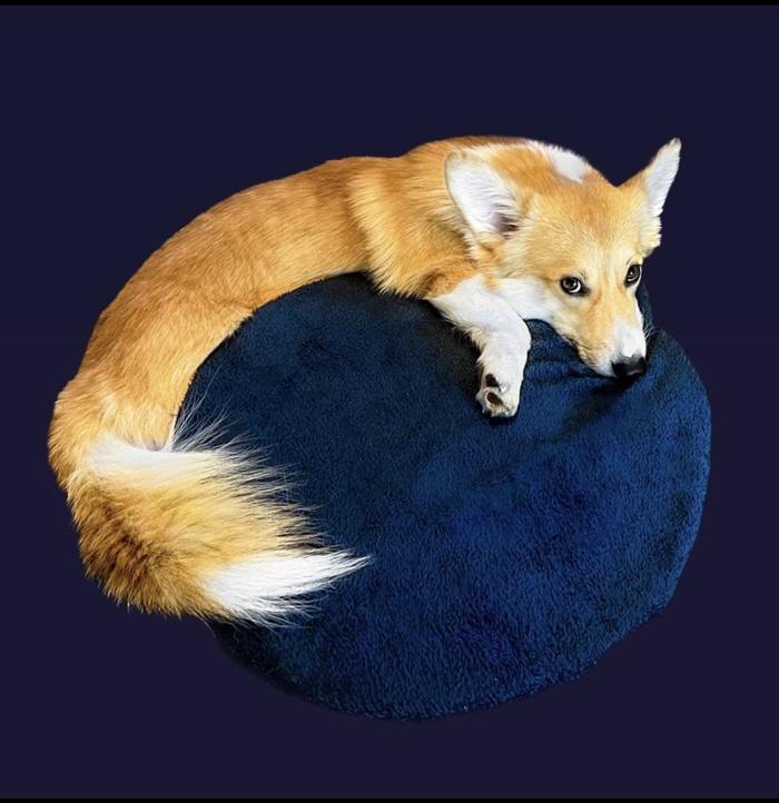 Mozilla FireFox Собака, Браузер, Firefox, Корги