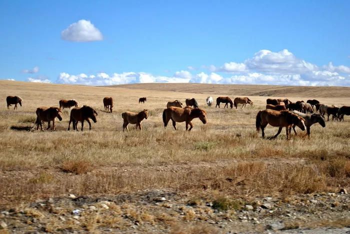 Наша Монголия Путешествия, Ответ на пост, Монголия, СССР, Сделано в СССР, Советская армия, Заброшенное, Военные, Фотография, Длиннопост