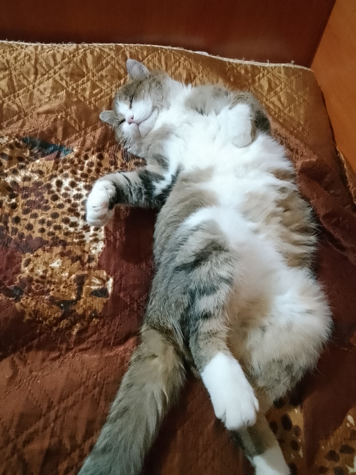 Это мой котик Барсик , наелся и спит :)