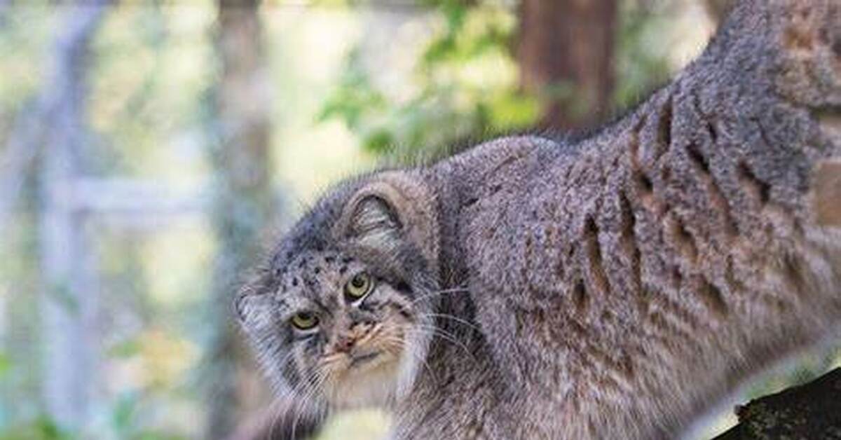 Фото манула. Кошки породы Манул. Степной Манул. Убсунурская котловина Манул. Степной кот Манул котята.