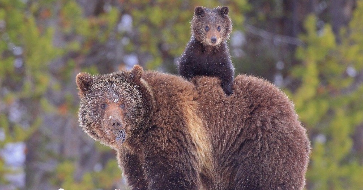 Ve bear. Животные медведь. Медведица. Медведь фото. Медведица с медвежатами.