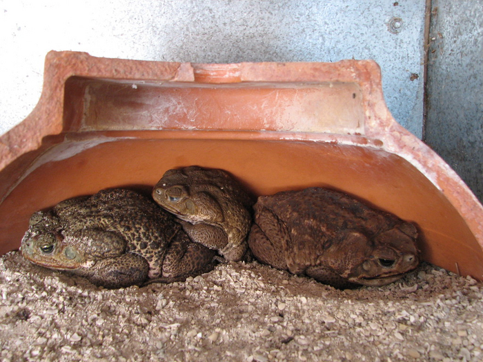 Всем приятных снов, мои чуваки