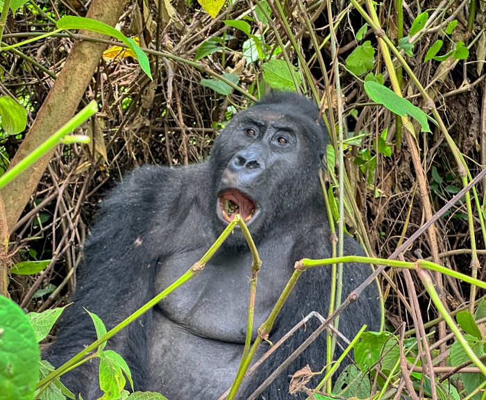 Дем. Республика Конго: парк Кахузи-Биега