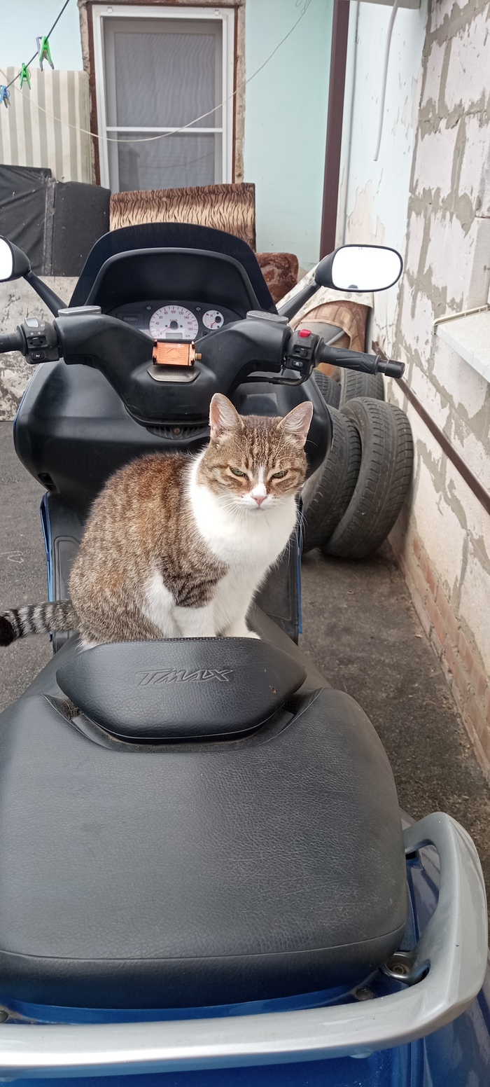   Yamaha, , , 