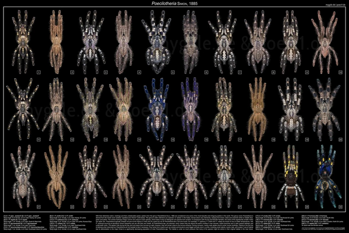 Немного пауков из рода Poechiloteria