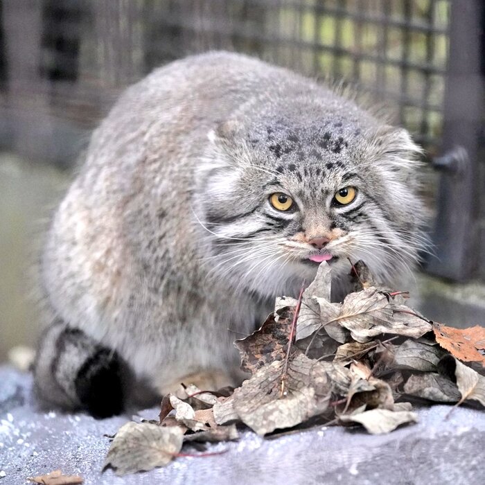 А повкуснее на ужин ничего не было?