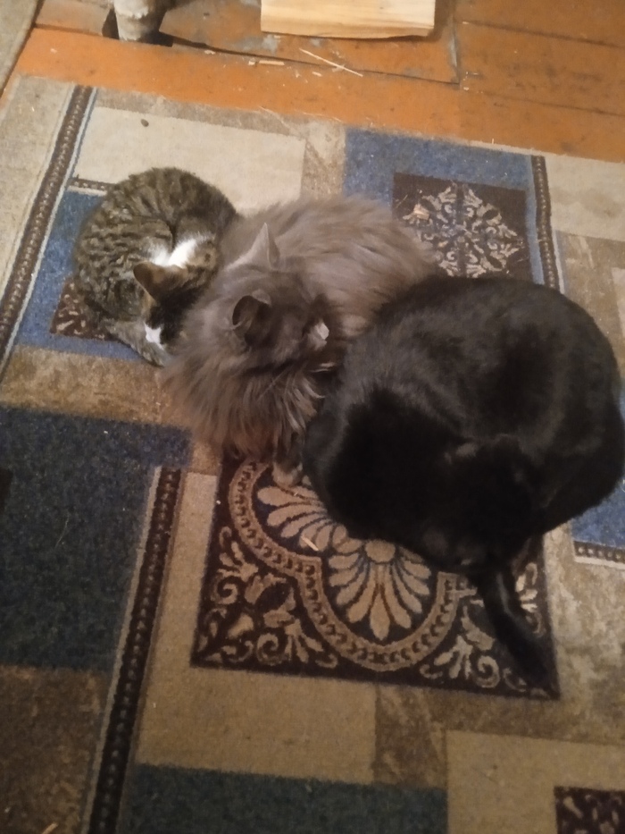 Просто котики