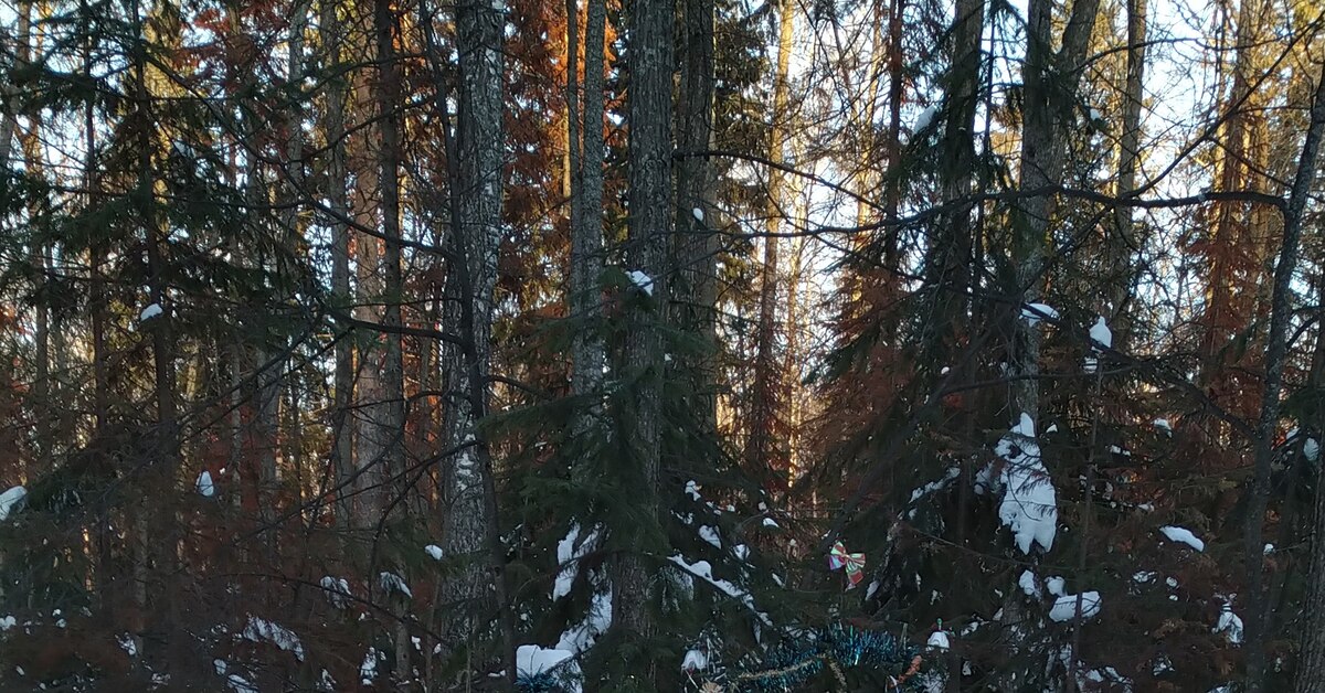 В лесу Новый Год круглый год! | Пикабу