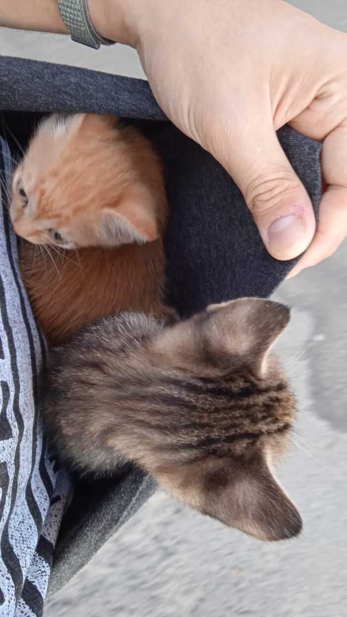       , , ,   , 