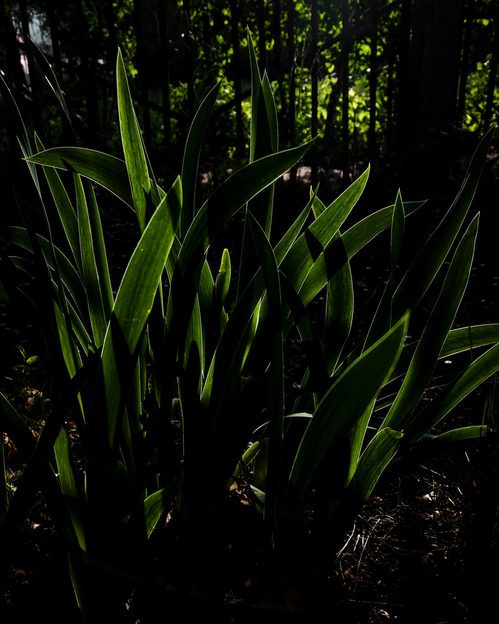 Контурный свет