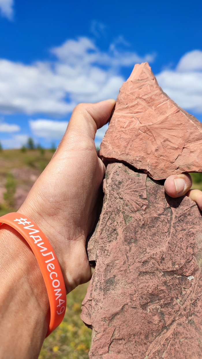 Отпечаток гингко