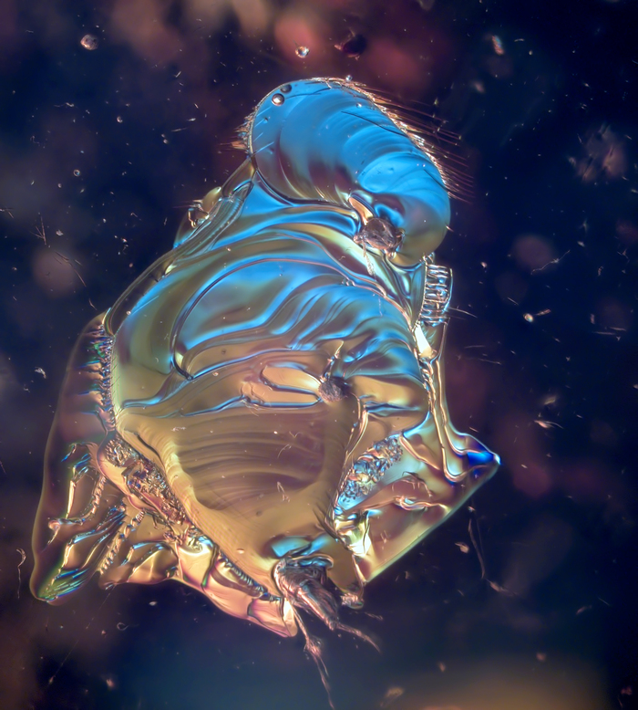 Самый старый ждун