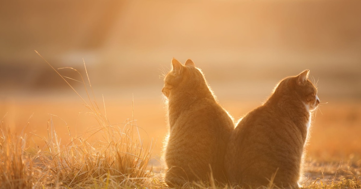 Кот встречает. Кошка на рассвете. Кошка в лучах солнца. Рассвет и кот. Котик в лучах солнца.