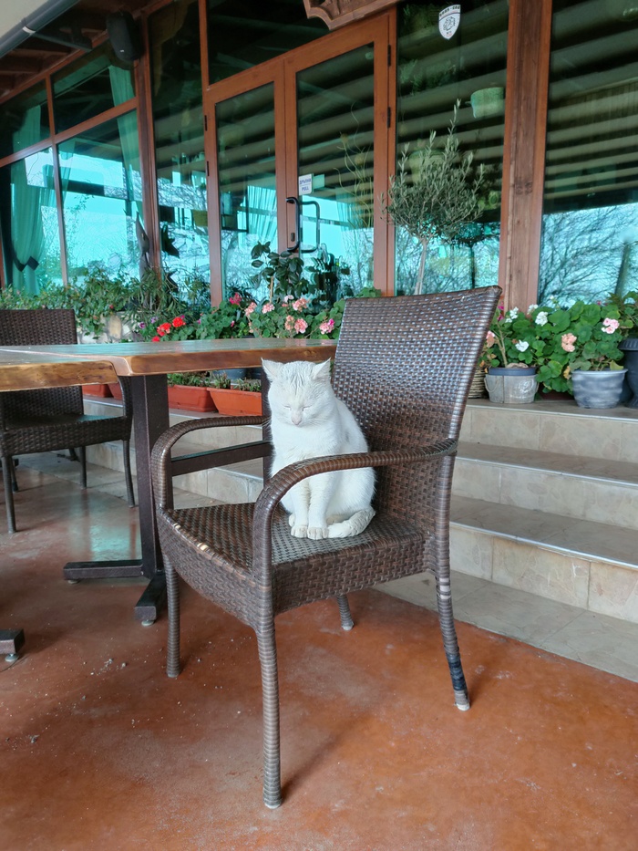 Воскресный кот