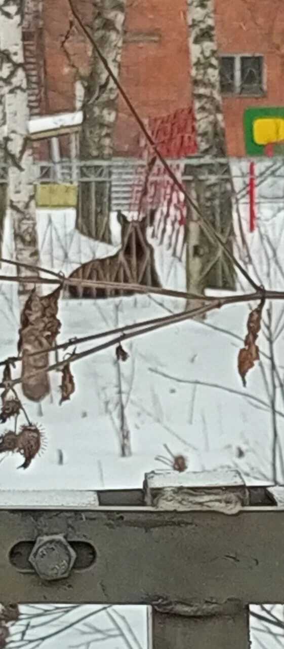 В Семибратово лось зашёл в детский сад