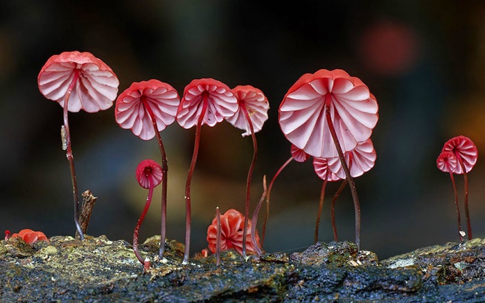 Кровавоголовый негниючник (Marasmius Haematocephalus)