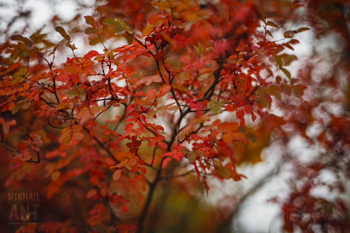 Фотография | Осенняя листва