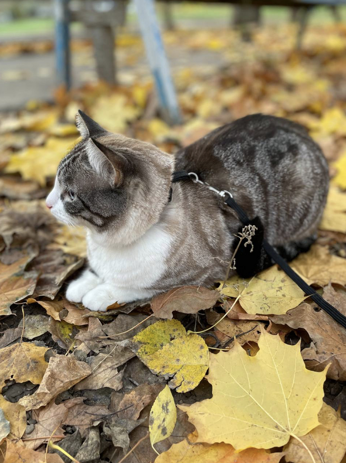 Алишер Муразович в осеннем лесу