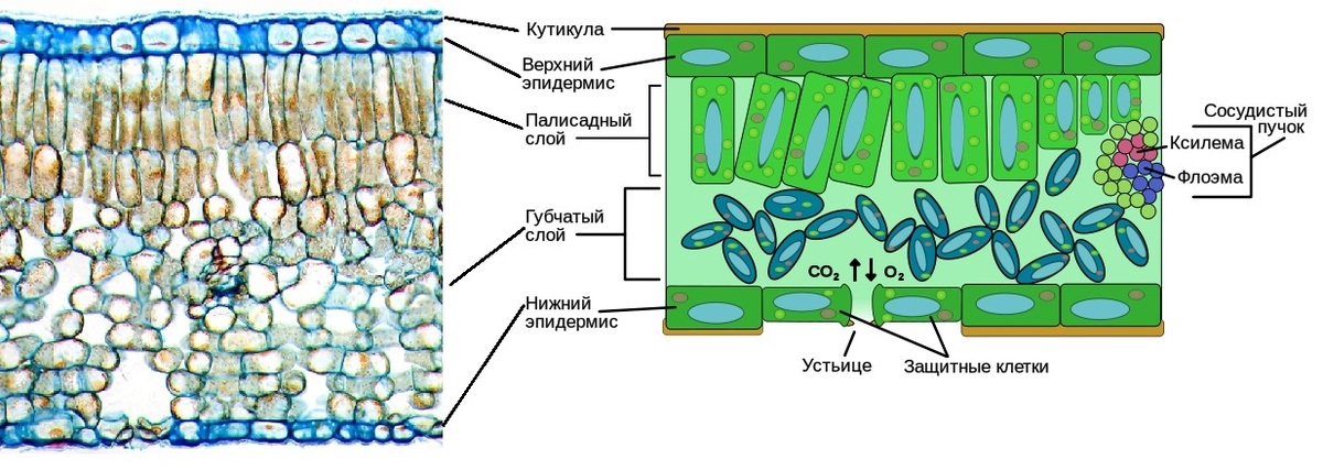 Как выглядит клетка листа