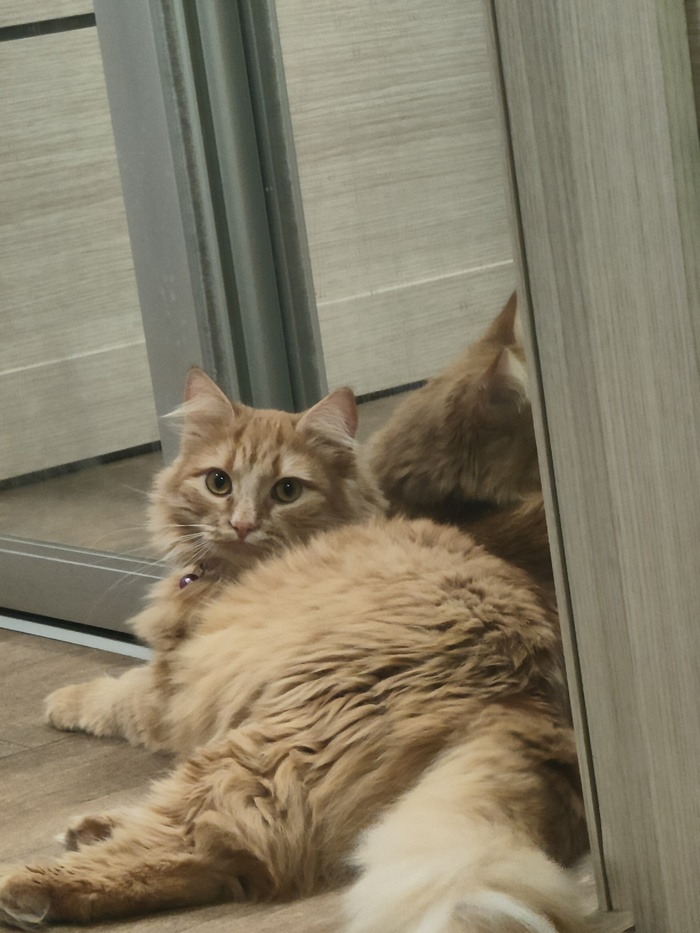 ������� �����