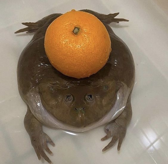 Это среда, мои чуваки