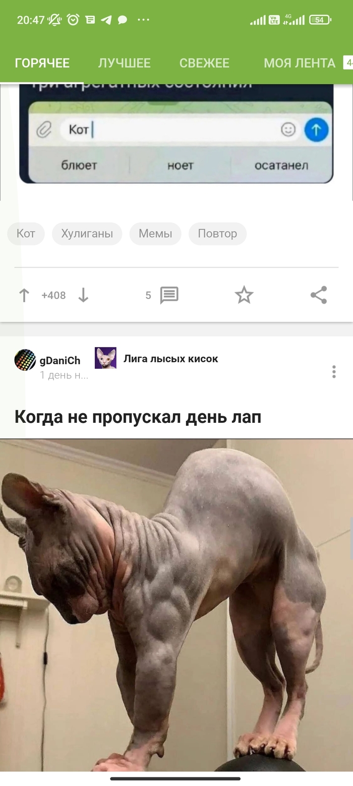 Кот осатанел