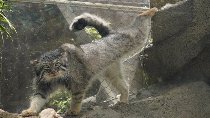 Лапкой зацепился