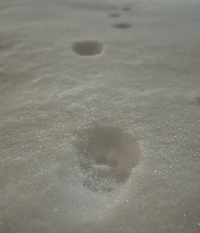 Кот был тут