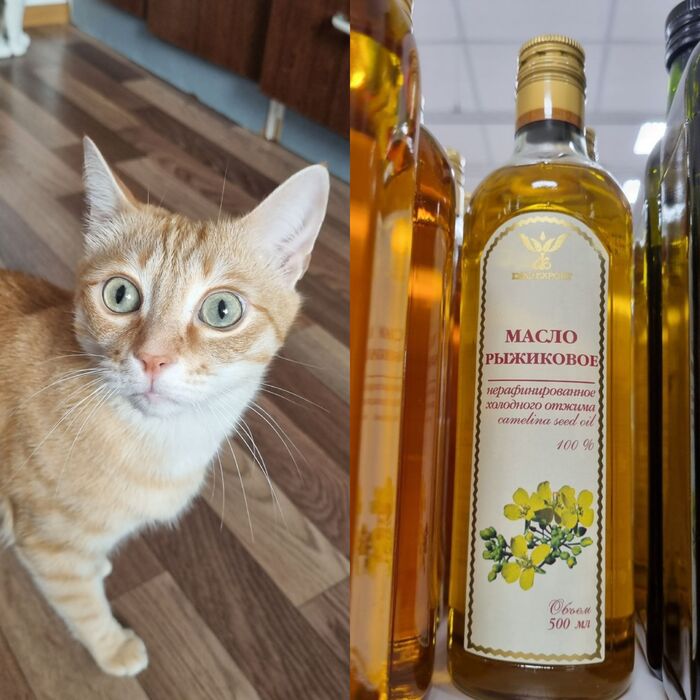 ����� ���������