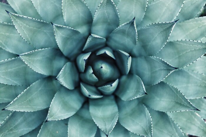 Volkswagen - das auto, agave - was ist das , Pikabu Publish Bot, , , 