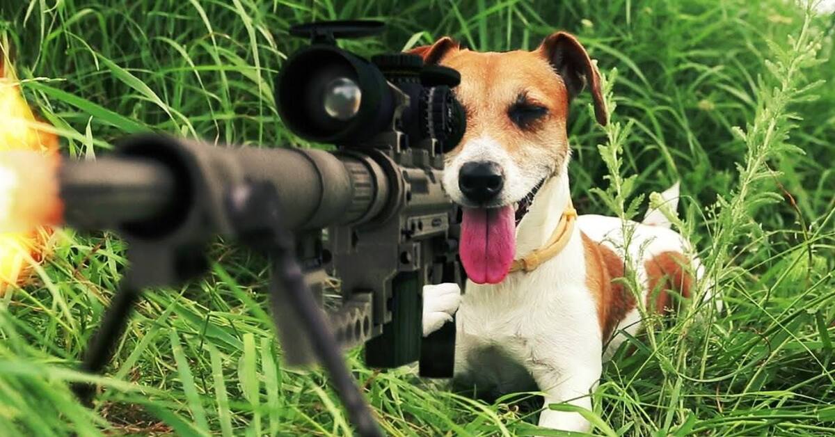 Youtube видео приколы. Собака с ружьем. Пёс снайпер. Собака с оружием.