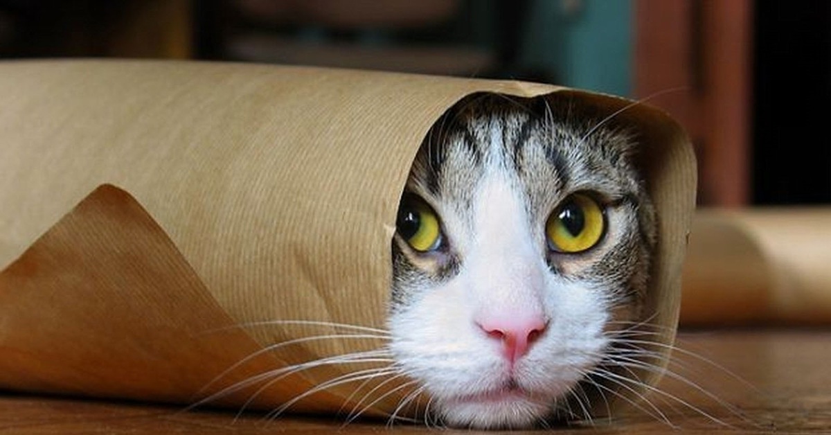 Шаурма из кошки