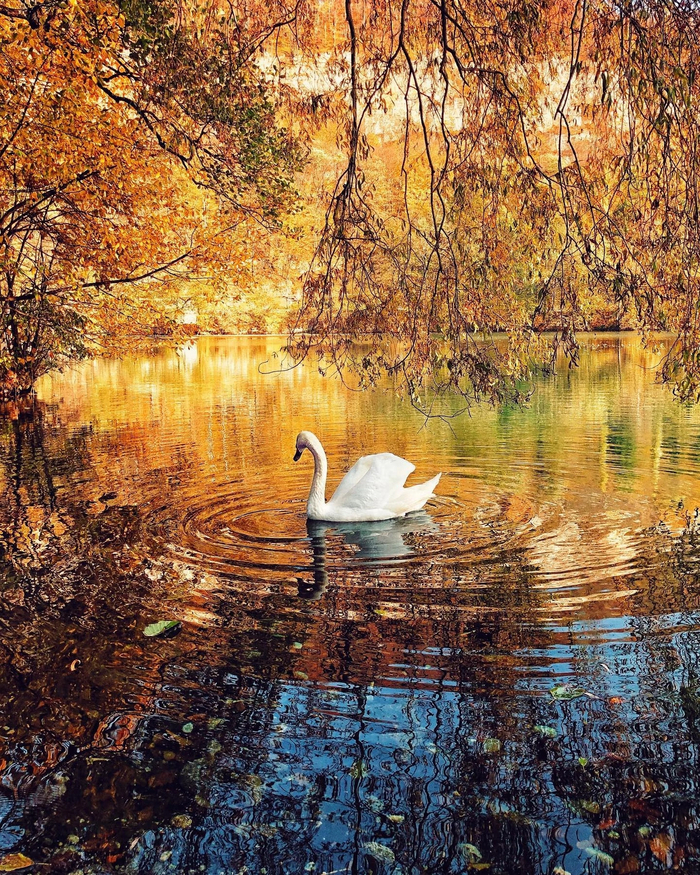 Осенний лебедь