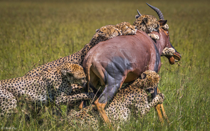 "Великолепная пятерка" поймала топи