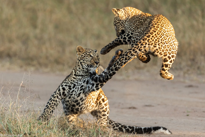Магистр Леопард учит падавана летать