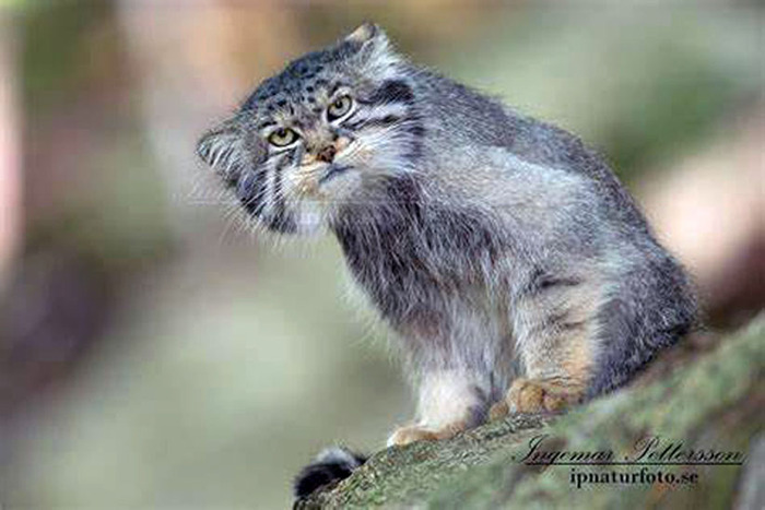 ���������))