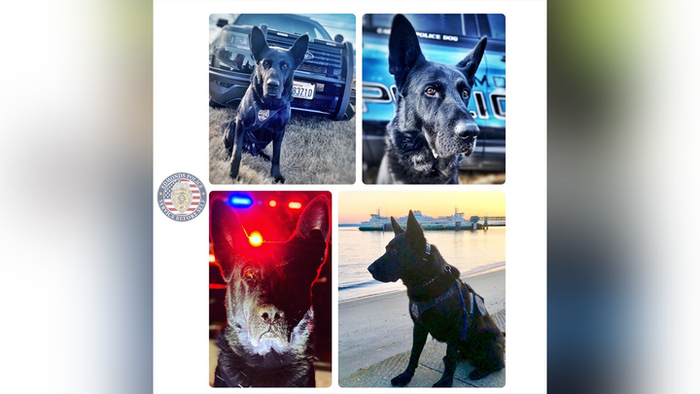 Полицейская собака помогла раскрыть 166 преступлений и ушла на пенсию Собака, Служебные собаки, Полиция США, Пенсия, США, Вашингтон, Длиннопост
